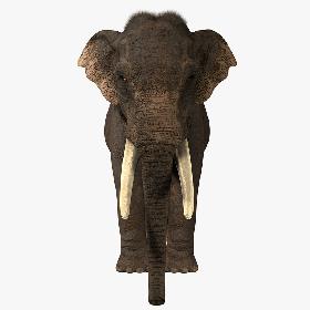 Asian Elephant (FUR)